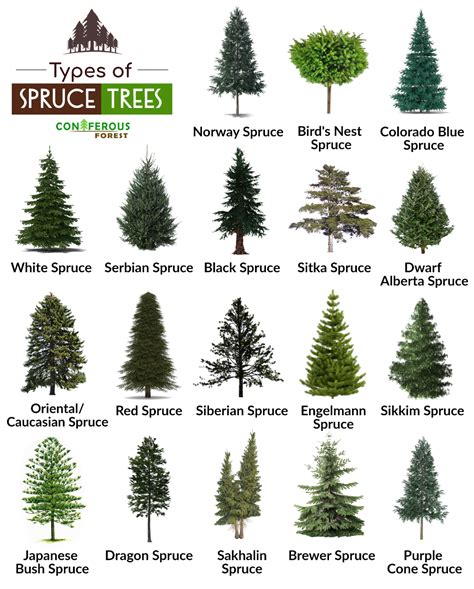 Spruce Tree And Its Types With Pictures What Does It Look Like Where