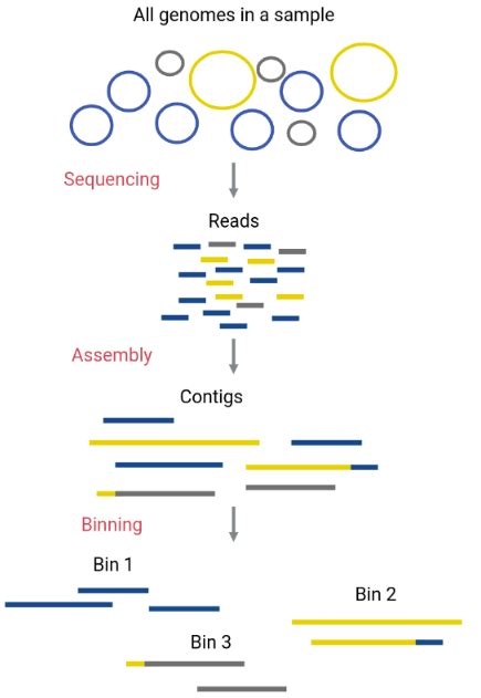 Metagenome Binning Binning And Functional Annotation