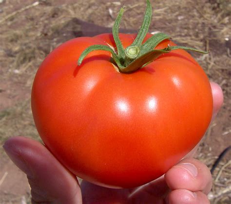 Filetomato Wikipedia