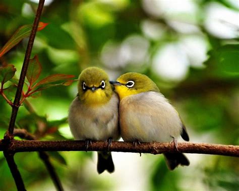 Cute Little Birds