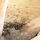 Carpenter Ant Wood Damage Pictures
