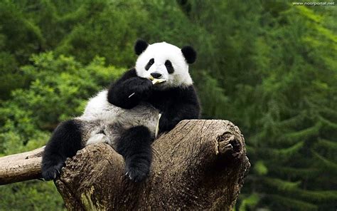 Baby Panda Eating While Sitting On A Small Tree Wildlifephotography
