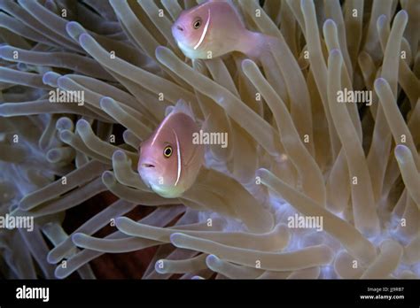 Pink Skunk Clownfish Amphiprion Perideraion Nestle In Anemone With