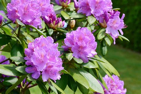 We'll make some trimmings just for you of red and gold and green and blue. Rhododendron - Petits Jardiniers