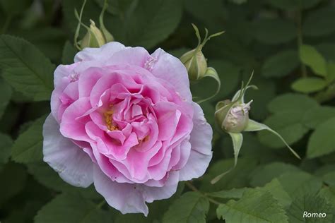 Pinkish Rose Pentax User Photo Gallery