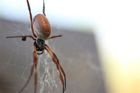 The female black widow spider can be twice as big as the male and will, on occasion, kill and eat the male after mating. Top 5 things to do at ZSL London Zoo - Time Out Kids