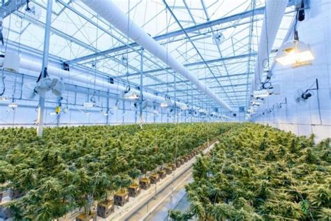North Americas Largest Cannabis Growers For 2021 Greenhouse Grower