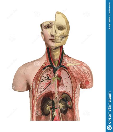 Anatomy Human Body Model Isolated Stock Photo Image Of Science