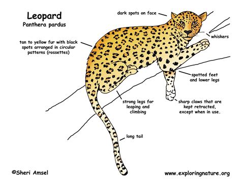 Check spelling or type a new query. Leopard