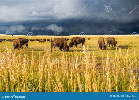 A Herd Of Bison Graze On The Sunlit Plains As A Dark Storm Approaches