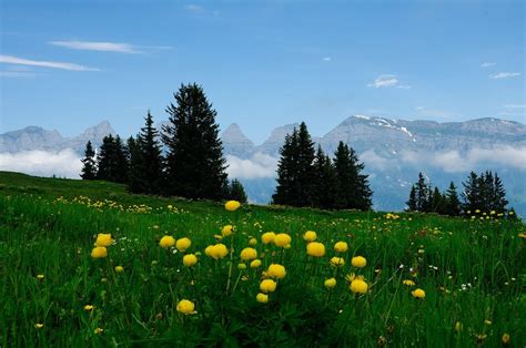 Flowers In The Alps Alps Natural Landmarks Flowers