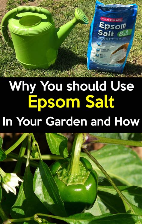 What Garden Plants Like Epsom Salts Epsom Salt For Plants Works As A