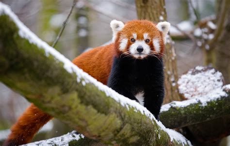 Wallpaper Winter Look Snow Nature Tree Tail Red Panda Walk Face