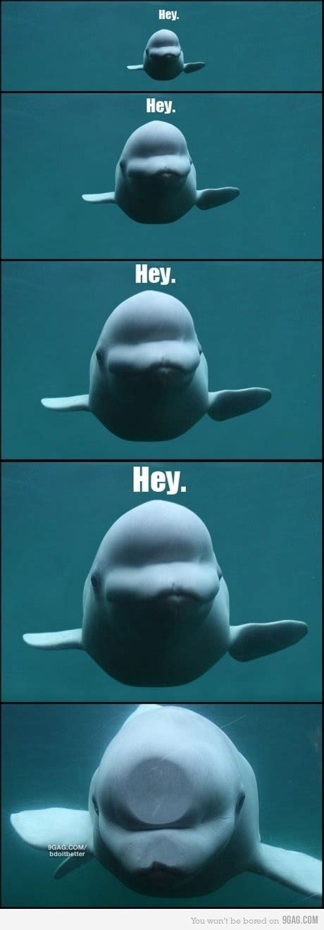 If I Where A Beluga Whale Hahaha Funny Animals Cute Funny