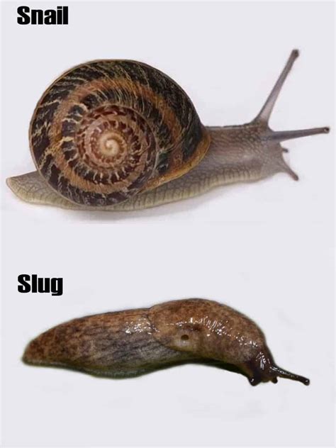 Can Snails Live Without Their Shell Shrimp And Snail Breeder