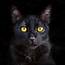 Portrait Of Cute Black Cat  High Quality Animal Stock Photos
