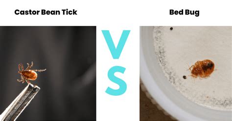 Tick Vs Bed Bug A Guide With Photos