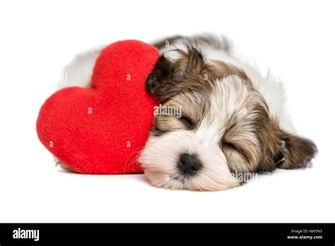 Lover Valentine Havanese Puppy Dog Sleeping And Dreaming With A Red