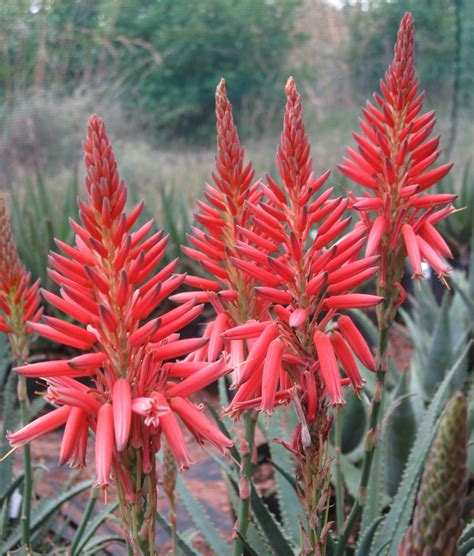 Such a plant has no use for a narrow, deep pot; Aloe Little Joker. This aloe is well suited to small ...