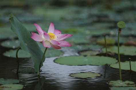 Lotus Flower Lily Pads Water Free Photo On Pixabay Pixabay