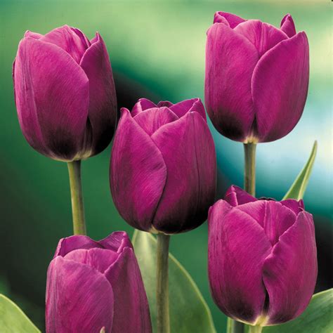 Tulip Purple Prince Mirror Garden Offers