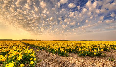 What Are The Fields Of Yellow Flowers Flowers Jkw