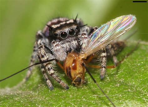 Spiders Eat Up To 880 Million Tons Of Insects Each Year Live Science