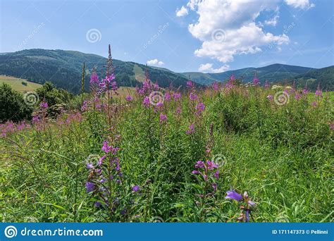 Purple Flowers On A Hillside Meadow In Mountains Stock Image Image Of