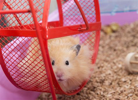 How To Take Care Of A Hamster The Ultimate Hamster Care Tips