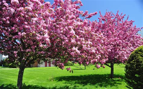 Spring Spring Pink Blossom Trees Wallpaper 2880x1800 31864