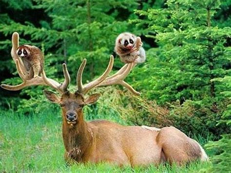 Funny Animal Friendship Beautiful Photospictures 2012 Funny Animals