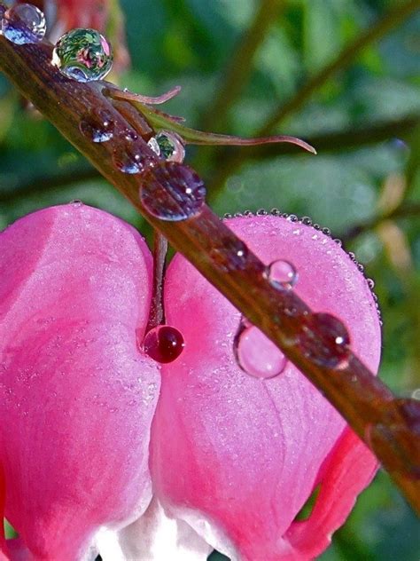 Bleeding Heart With Raindrops Birds And Blooms