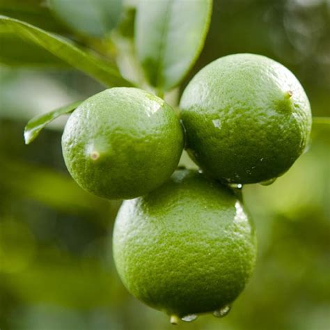 Lime Mexican Thornless Thornless Key Citrus Aurantifolia My