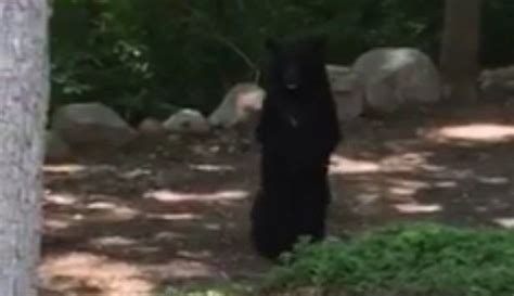 ‘pedals The Black Bear Walks Like A Human Black Bear Bear Human