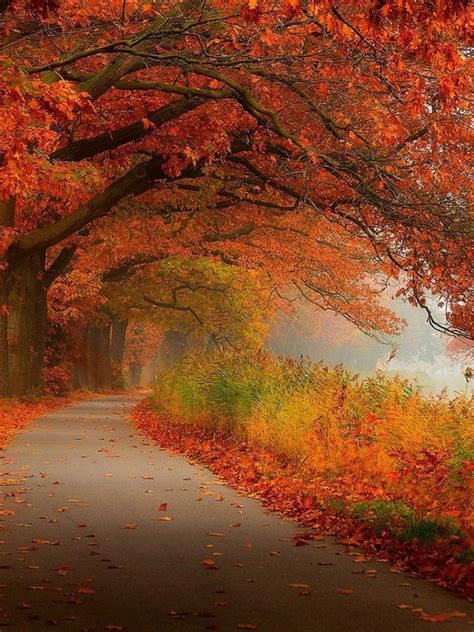 Free Download Autumn Foliage Wallpaper 10230 1920x1080 For Your