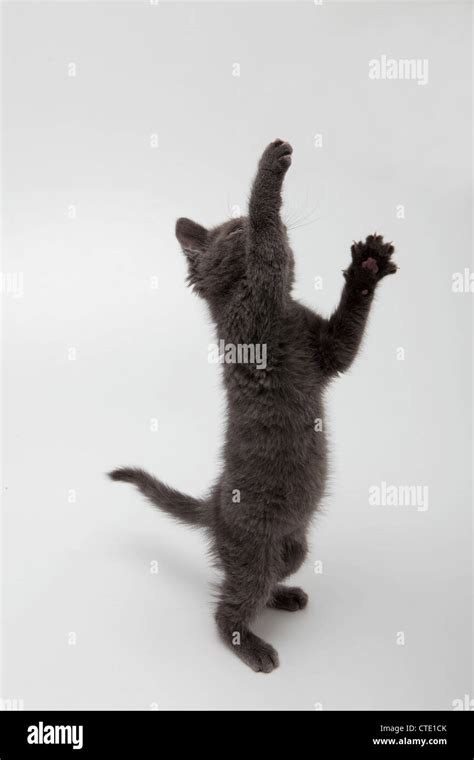 A Grey Kitten Jumping Up Stock Photo Alamy