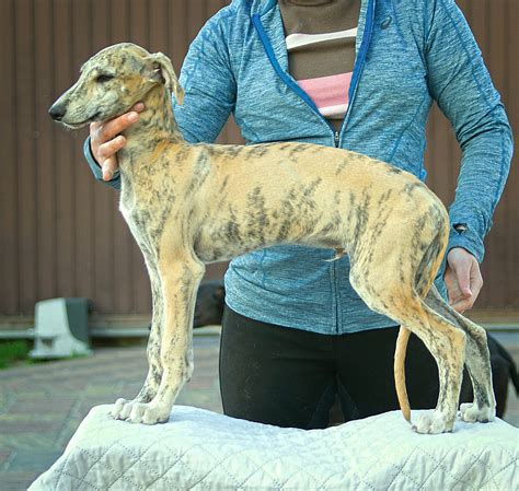 Spanish greyhound - Galgo Espaniol puppy-male for sale - Dogs Jelena ...