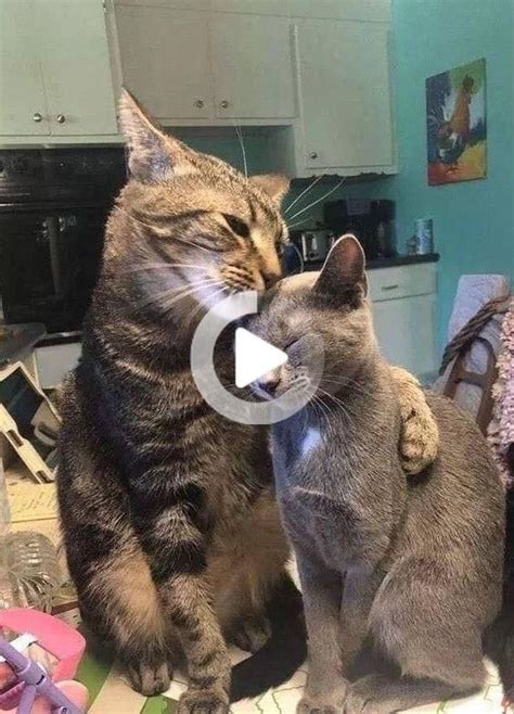 Cute Cats Hugging Each Other Aww Cats Cutie Twocaats