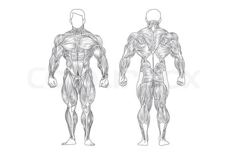 Pictured here are all the major muscle groups of the body. Männliche Muskeln | Stock-Vektor | Colourbox