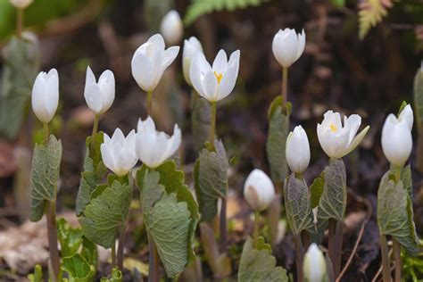 Bloodroot Plant Care And Growing Guide