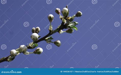 Apricot Tree Flower With Buds Blooming At Springtime Editorial