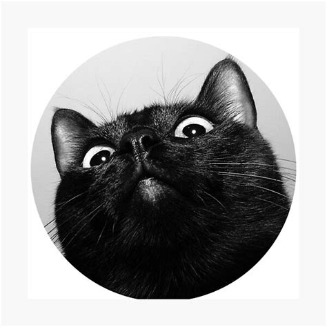Cat Pfp Photographic Print For Sale By Anothertryrb Redbubble
