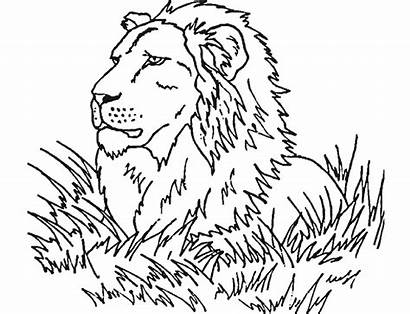 Lion Coloring Pages Lamb Prey Observe Simple