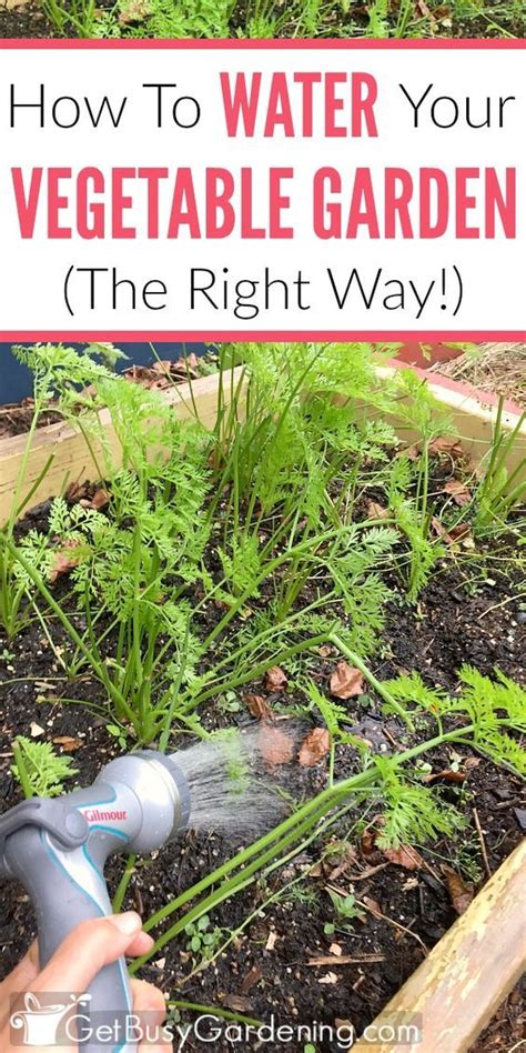How To Water A Vegetable Garden The Right Way Fall Garden