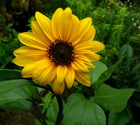 Helianthus Annuus Sunflower Native Here Nursery