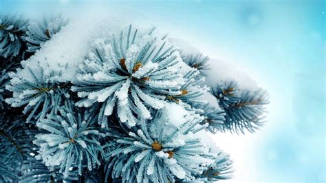 Wallpaper Snow Winter Branch Blue Frost Spruce Fir Freezing