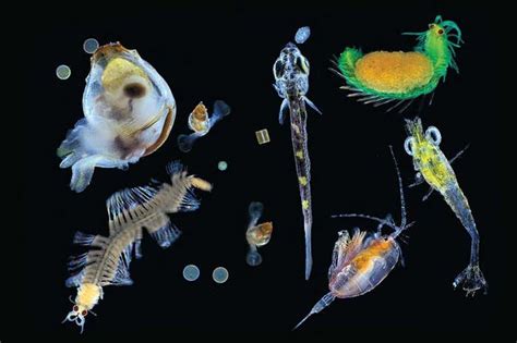 Oceans Microbiome Has Incredible Diversity And Human Likeness New