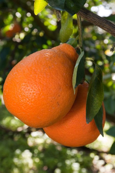 Freshpoint Honeybell Oranges