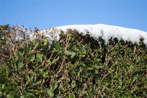 Snow Covered Bushes Stock Image Image Of Green Vegetation