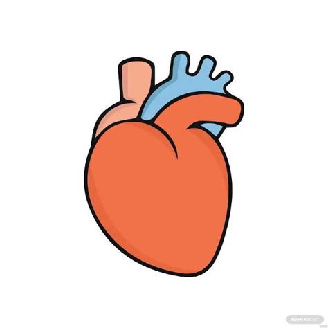 Simple Human Heart Diagram For Kids